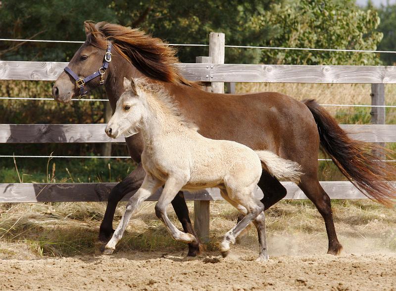 Elrir von Heidmoor c.jpg